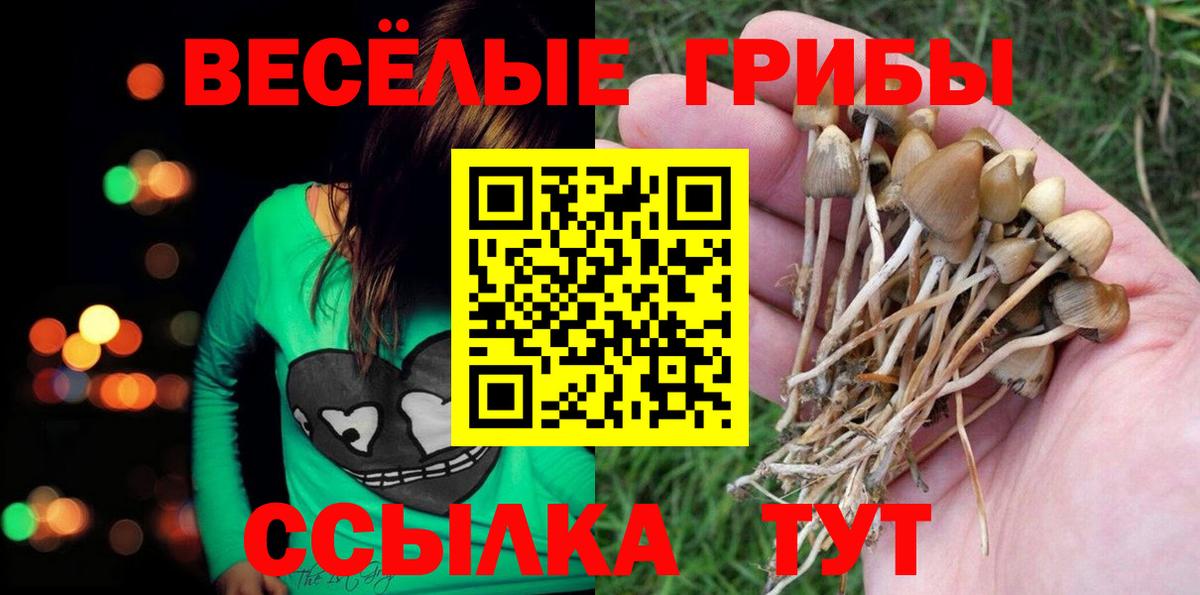 Галлюциногенные грибы Psilocybe Свободный